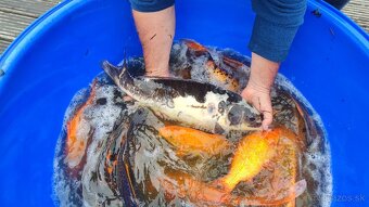 koi kapre predaj - 5