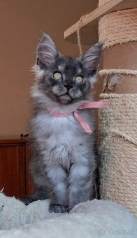 Maine coon,  mainská mývalia s PP - 5