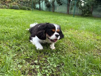 Stráženie psov a mačiek - 5