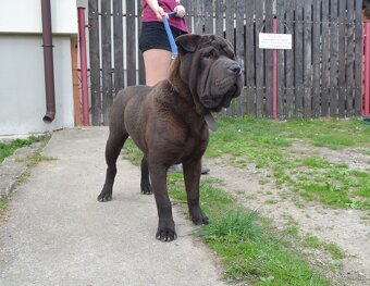 crossbreed molosser - 5