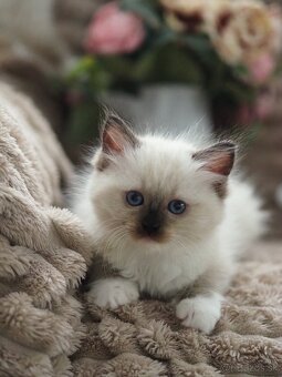 Ragdoll mačiatka s PP - 5