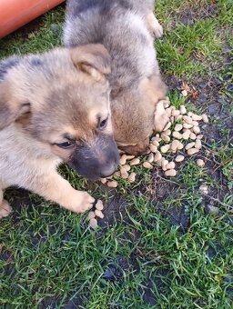 Nemecký ovčiak - 5