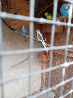 Andulky a korely - 5