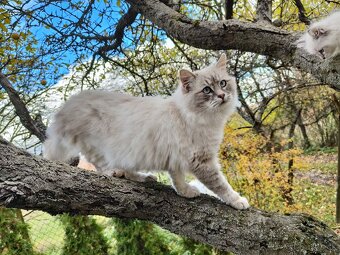 Kocúr ragdoll na krytie - 5