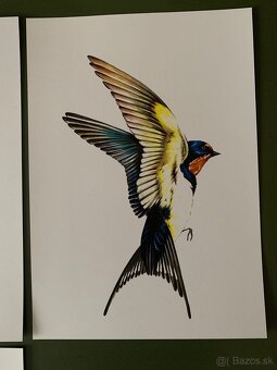 Obrázky lastovičiek, korytnačka - 5