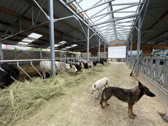 Ošetrovateľ zvierat - farmár - 5