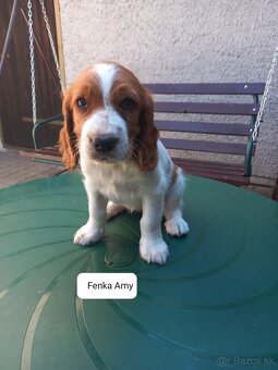 Welsh springerspaniel - 5