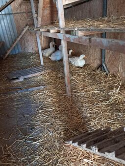 Brojlerove kačice - 5