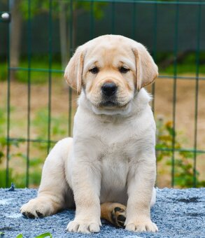 Labrador steniatka s PP - 5