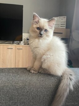 Blue Point Ragdoll - 5