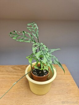 Izbové rastliny, vzácnejšie druhý rastlin - 5
