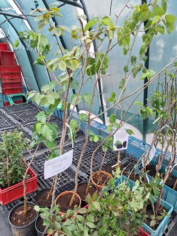 Ovocné stromčeky - 5