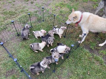 Západosibírska Lajka - 5