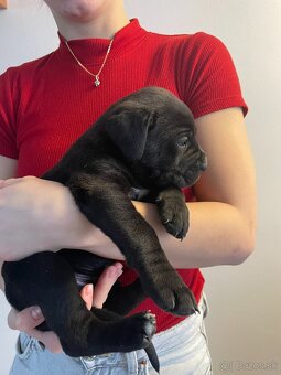 Cane Corso s PP - 5