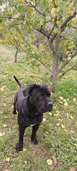 Cane Corso - Pes - 5