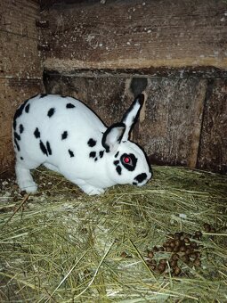 Rex Dalmatinský strakač čierny - 5