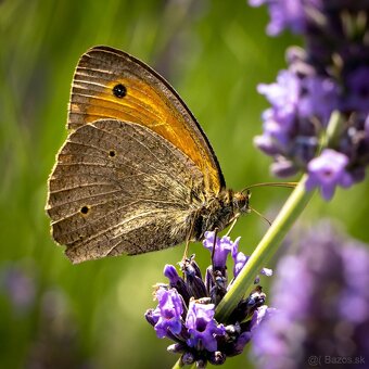 PREDÁM SONY A 7 III - 5