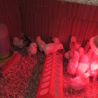 Ponúkame kuriatka - 5