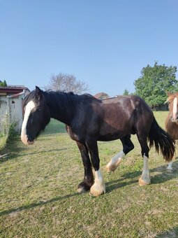 SHIRE HORSE PREDAJ/ VÝMENA - 5