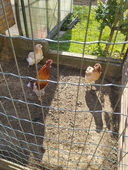 Araucana Araukana - 5