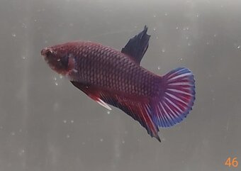 Bojovnica, betta, samec - 5