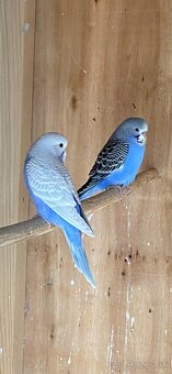 Mladé andulky rôznych farieb - 5