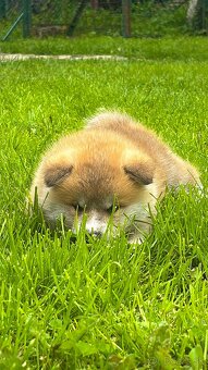 Akita Inu - 5