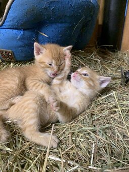 Darujem mačičky - 5