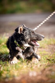 Darujem šikovné aktívne kučeravé šteniatko- mix border kólia - 5