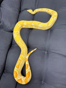 Velhad kráľovsky / Boa constrictor - 5