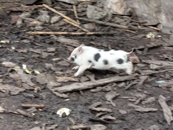 Vietnamské prasiatka 2 - 5