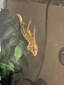 Predám terárium ZooMed s PAGEKONÓM RIASNATÝM (samec) - 5