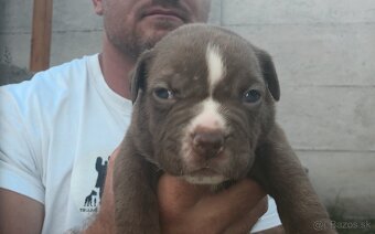 American bully - ch.s. Family Muscle Bullies - 5