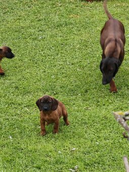 Bavorský farbiar - 5