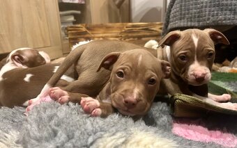 Americky pitbull terier - 5