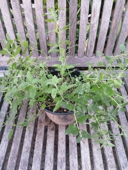 Kocúrnik - medonosná, nenáročná trvalka - 5