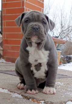 American bully XL - 5