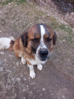 Moskovský strážny pes - 5