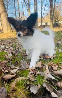 Krásny mini trikolórny papillon FCI sučka - 5
