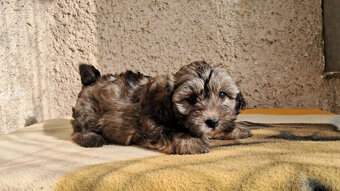 Maltipoo - 5