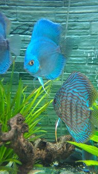 Discus - 5