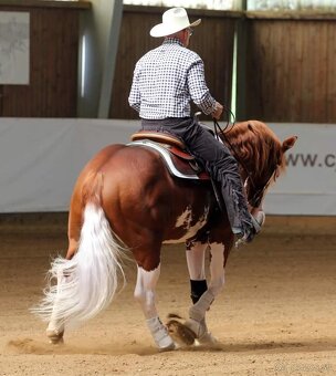 Quarter horse žrebček - double register - 5