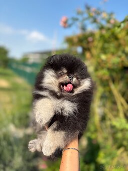 Pomeranian - 5