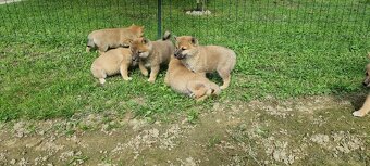 Shiba - 5