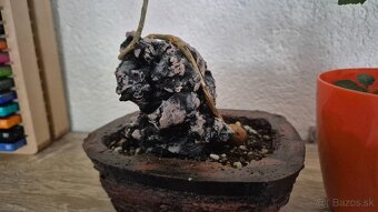 Bursera fagaroides - 5