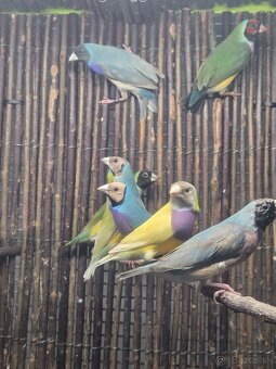 Amadina Gouldova - drobotina - 5