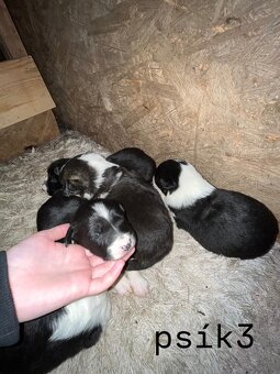 Predám šteniatka – Border kólia x mix (pracovní rodičia) - 5