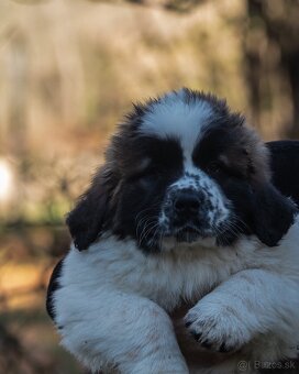 Moskovský strážny pes PP FCI - 5