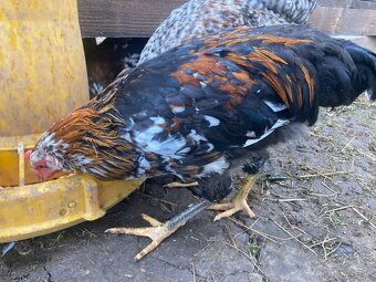 Predam mlade kohutiky cream legbar a svedska kvetina - 5