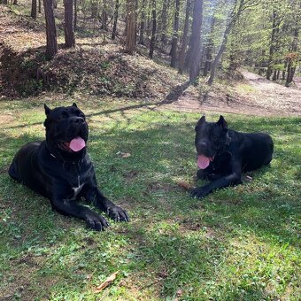 Cane corso PES na krytie - 5